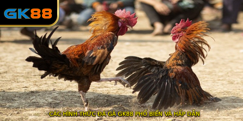 Các hình thức ĐÁ GÀ GK88 phổ biến và hấp dẫn