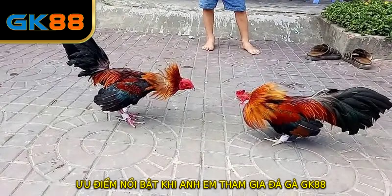 Ưu điểm nổi bật khi anh em tham gia ĐÁ GÀ GK88